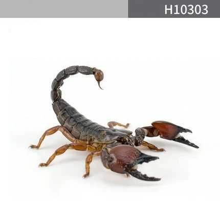 

1 Piece Car Sticker Spider Scorpion Waterproof Naked Eye 3D Scratch Occlusion Personalized Decals Buy 2 Get 1 Free