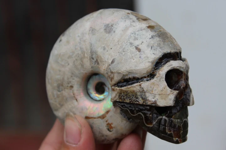 

240gFOSSILIZED SNAIL AMMONITE skull Healing