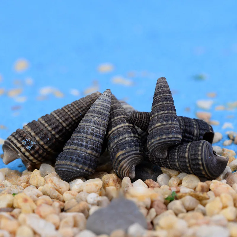 Распродажа натуральный корпус 5 шт./лот пляжные украшения морской коралловый риф