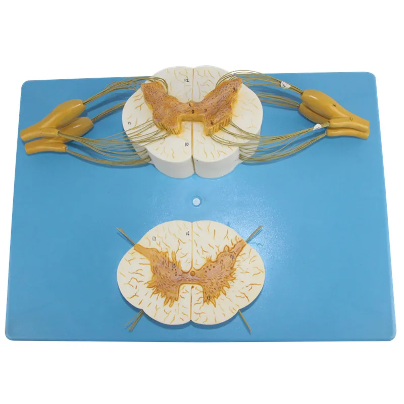 Модель для увеличения позвоночника и позвоночника|Медицинская наука| |