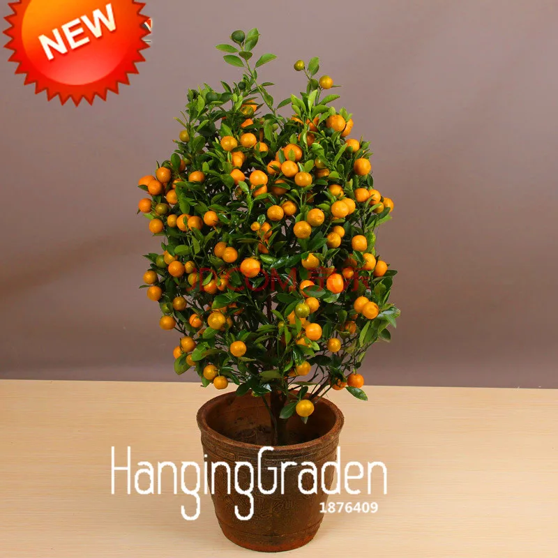 Акция! 100 шт./лот балкон патио комнатные фруктовые деревья бонсай кумват садовый