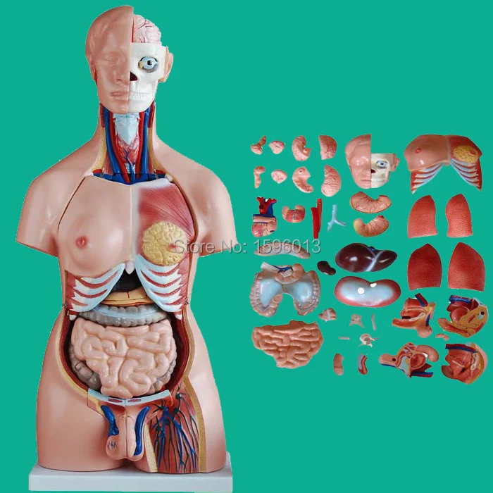 Torso унисекс 85 см с внутренними отделениями 40 деталей модель унисекс|parts of microwave