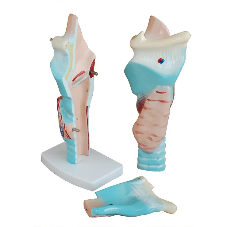 

New Amplification Human Anatomy Model Throat Anatomy Model