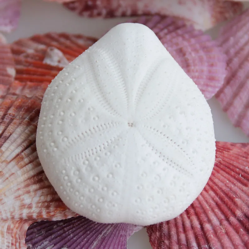 

Free Shipping White Sea Urchin Natural Shell Conch Beach Wedding Decoration Coastal Home Decoration