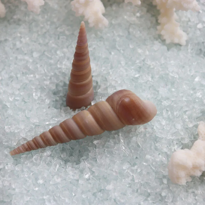 Бесплатная доставка (50 шт./лот) башенная винтовая оболочка натуральная и раковина