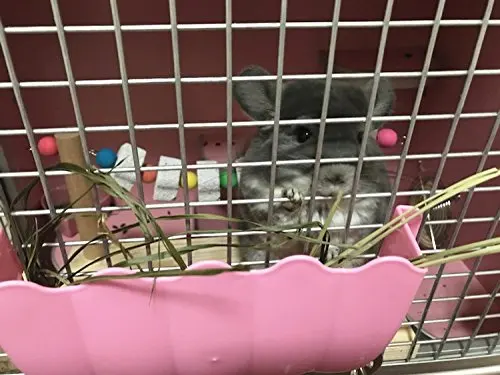 Деревянная искусственная платформа натуральные жевательные игрушки для