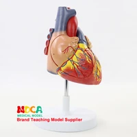 2x cardiac anatomical model cardiovascular medical teaching equipment manikin organ enlarged model 4 parts