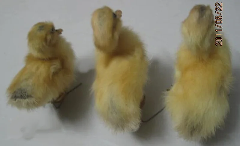 Taxidermy из утят настоящие утята образец милый вещи предложения игрушки сохраненные