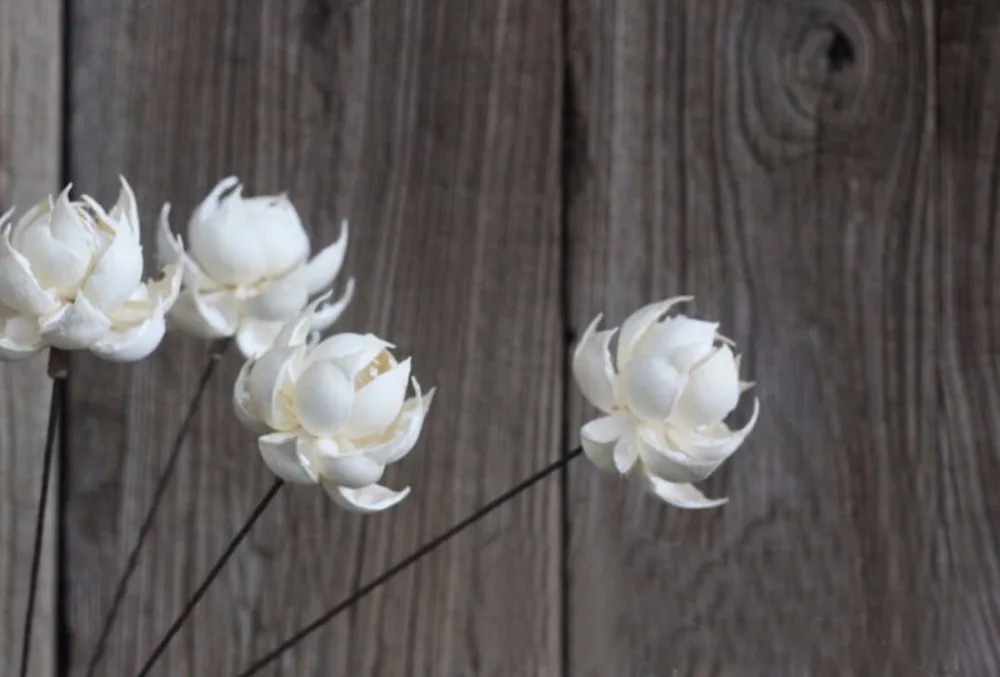 5 шт. белый/желтый Лотос водяная Лилия сушеный цветок для свадебной вечеринки