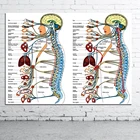 Постер на холсте с изображением органов человеческого тела, медицинских знаний