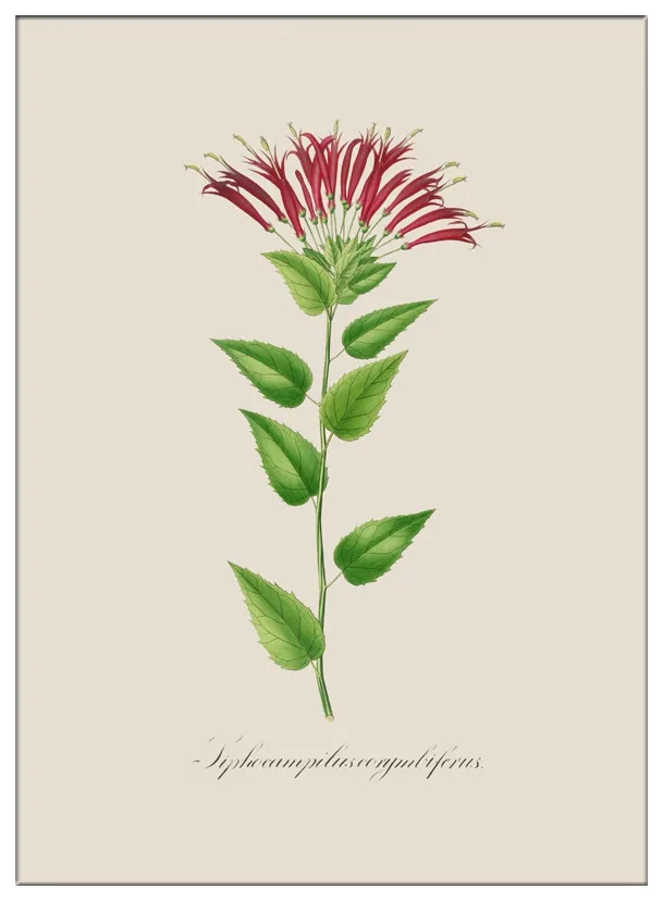 Тропические листья растений Холст Искусство Печать HD печать плакат современный