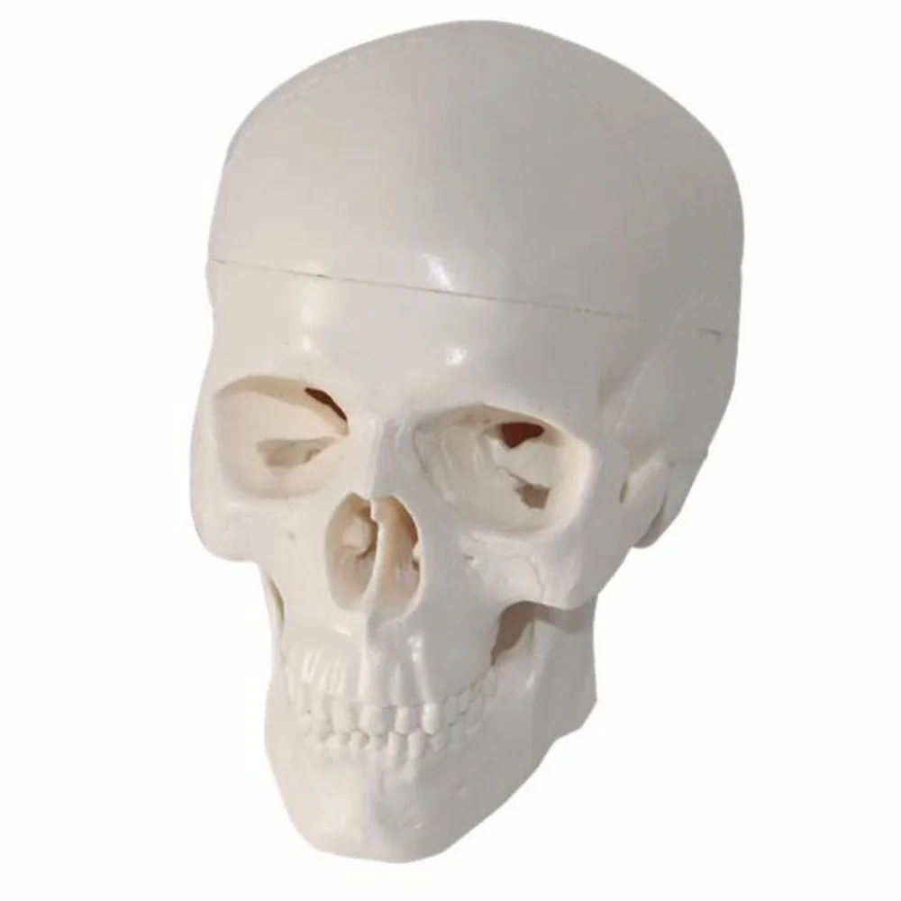 1 шт./упак. крутой ПВХ Mini Skull Human Head для искусства медицины и анатомии|Медицинская