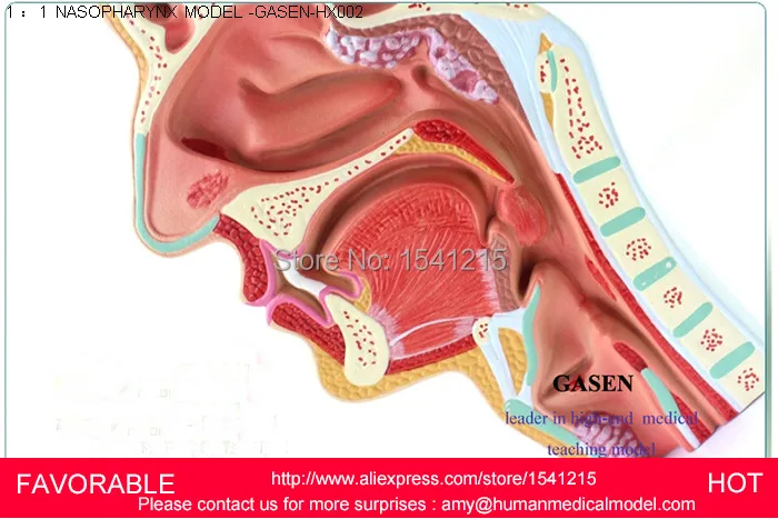 Анатомическая модель структура горла имеет увеличенную гортани хряща MODEL-GASEN-HX002