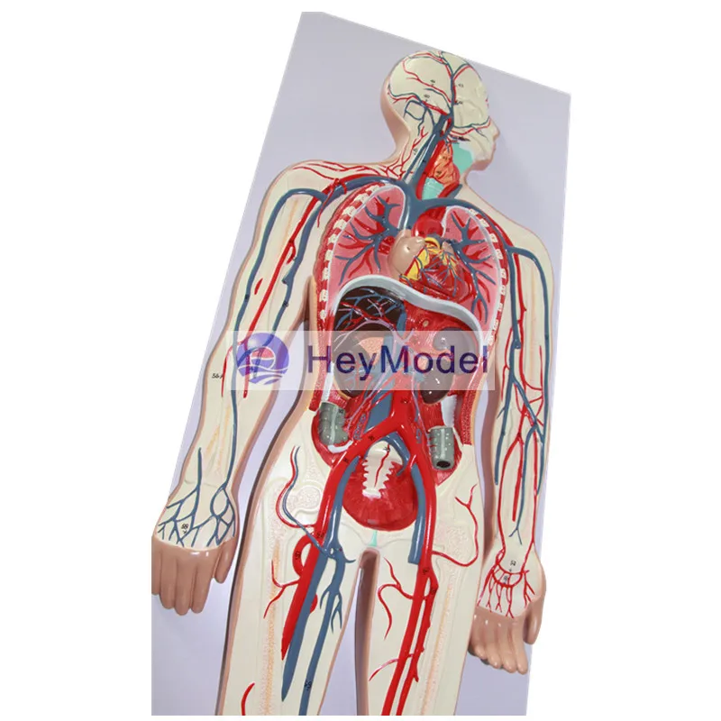 Модель человеческой системы кровообращения HeyModel|system|system model |