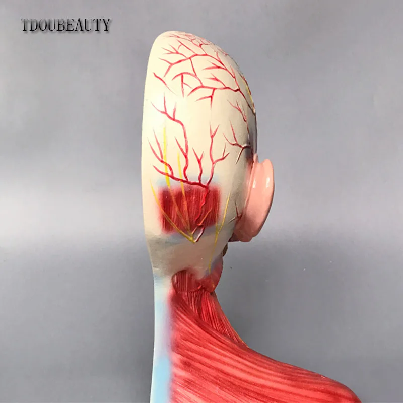 TDOUBEAUTY натуральная модель головы и шеи среднего слоя анатомическая мышечный нерв