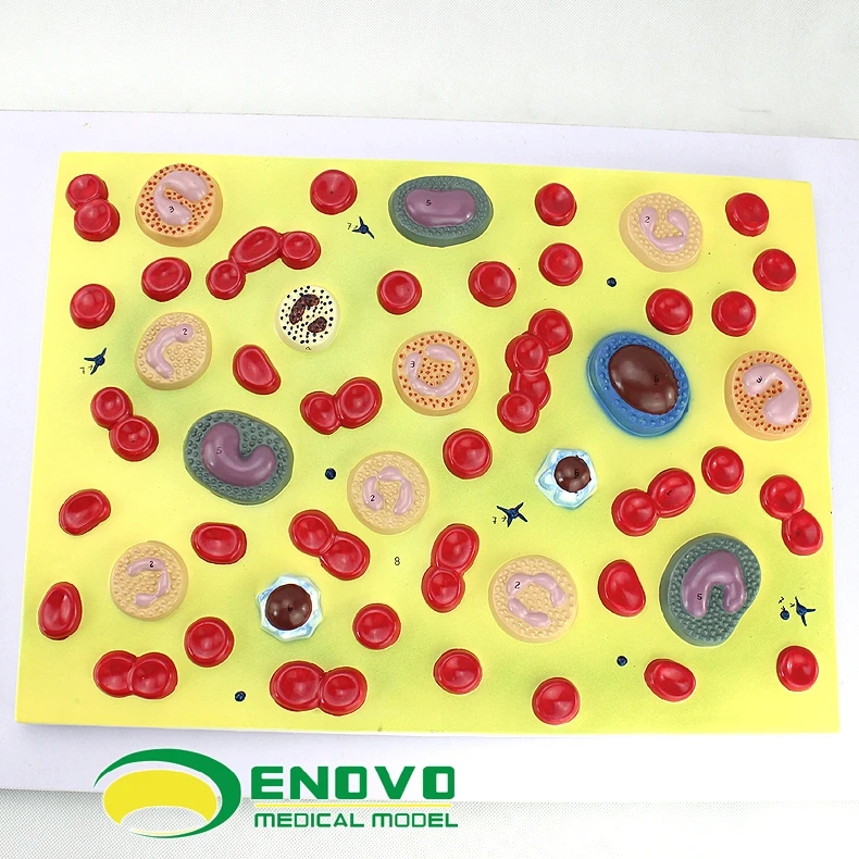 

Medical human blood cell amplification model
