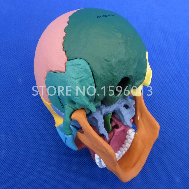 Усовершенствованная модель черепа с дисперзирующей костью человеческого в