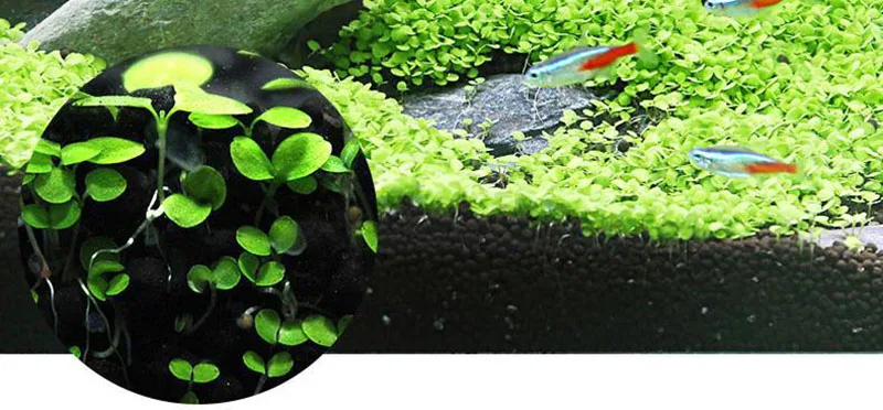 6 упаковок аквариумных растений водная трава Семена коровья шерсть любовь счастливые семена аквариума украшение Пейзаж орнамент