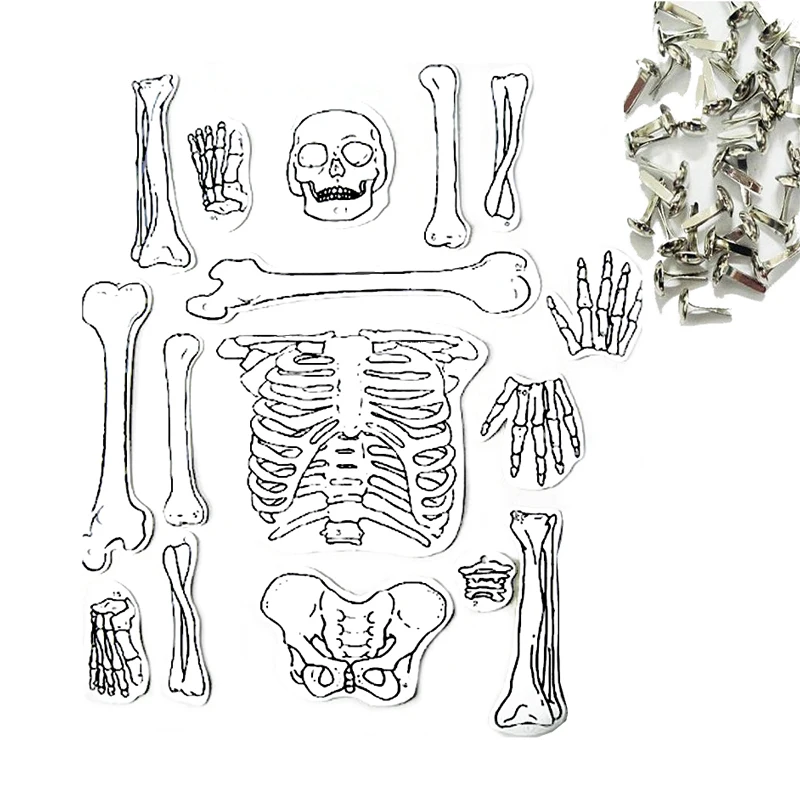1 Набор ручная работа модель скелетной структуры научный эксперимент