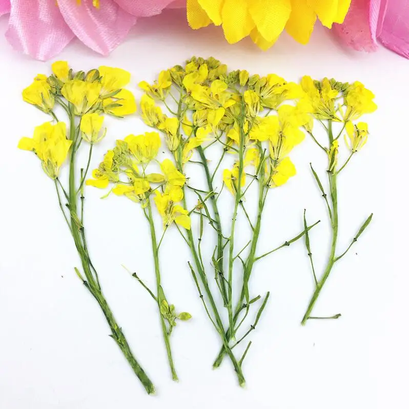 

120pcs 4-8cm Pressed Dried Cole Flower With Stalk Plant Herbarium For Jewelry Postcard Phone Case Bookmark Craft DIY Accessories