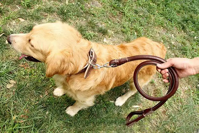 Pet шнур для поводка кожаный ошейник для большой собаки сильный поводок Тяговый канат кожаный собачий ошейник большого размера и поводок набор коричневый XL металлическая пряжка