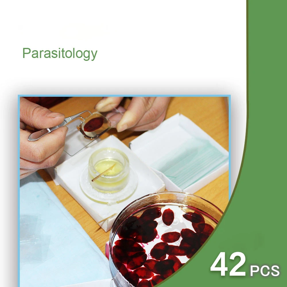 42 шт. подготовленные для изучения биологии микроскопа|microscope slides|microscope prepared slideslides