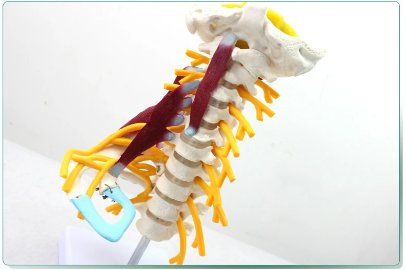 Медицинская модель шейного отдела позвоночника brachial plexus neuromuscular
