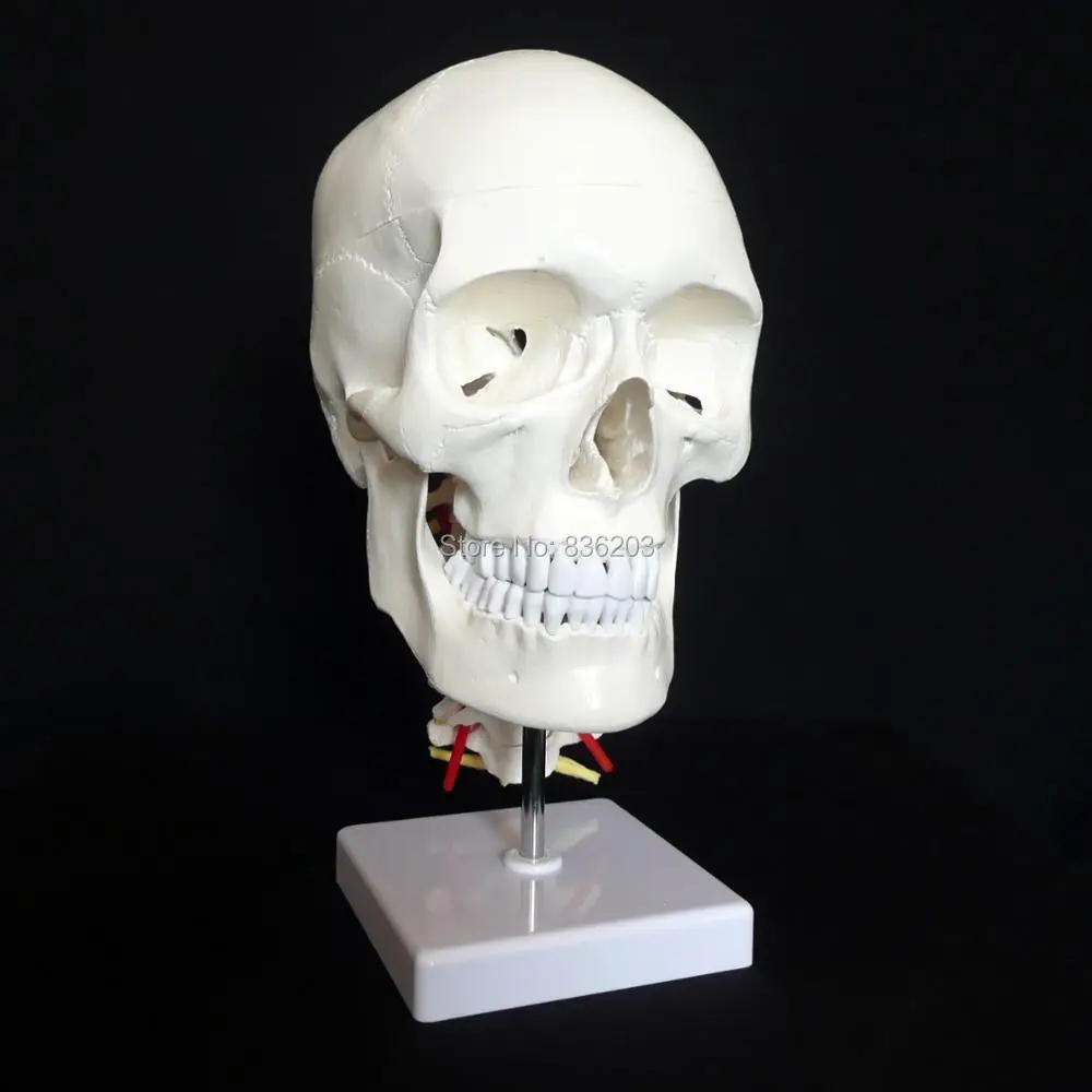 Человеческое искусственное череп кожа головного мозга анатомическая осанка