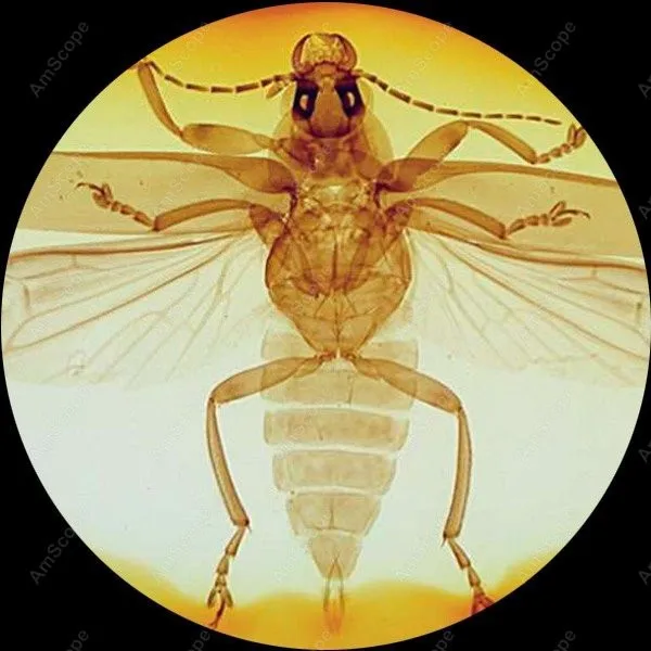 Стерео микроскоп с двумя лампами амскоп поставки 20X 40X стерео USB камерой|light