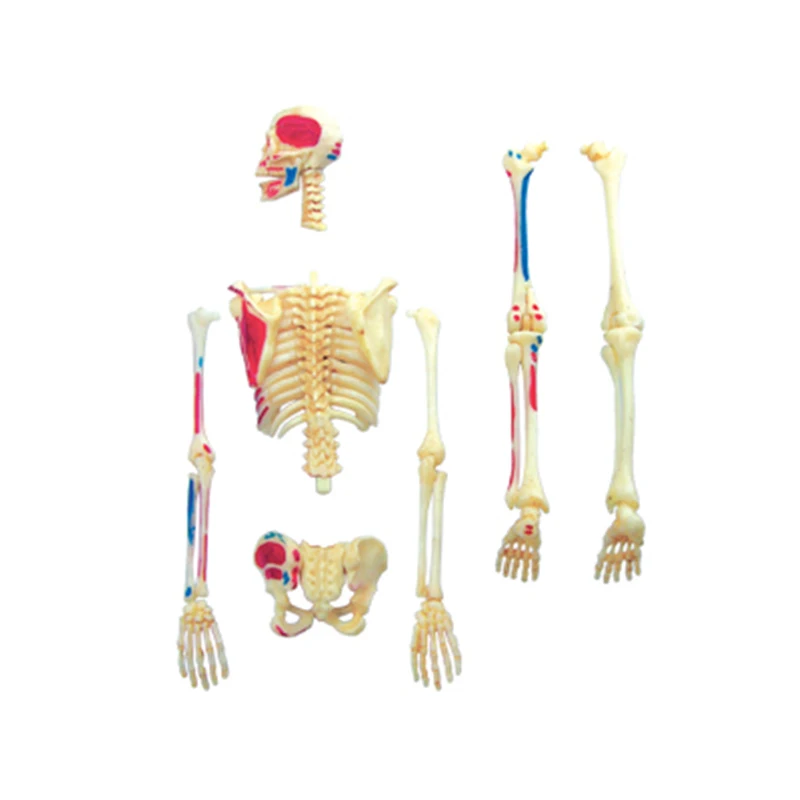 4D скелетная игрушка для сборки интеллекта человеческая анатомическая модель
