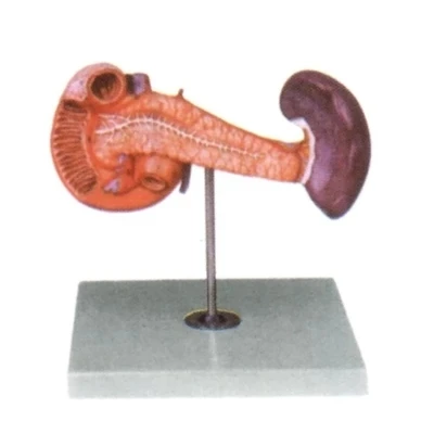 Pancreas, duodenum and spleen model Human digestive system Hepatic portal vein model natural size
