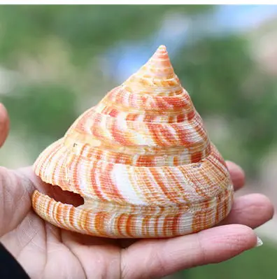 Естественные ракушки conchas красные раковины деко аквариум пейзаж редкая коллекция подарок кораллы, морские звезды