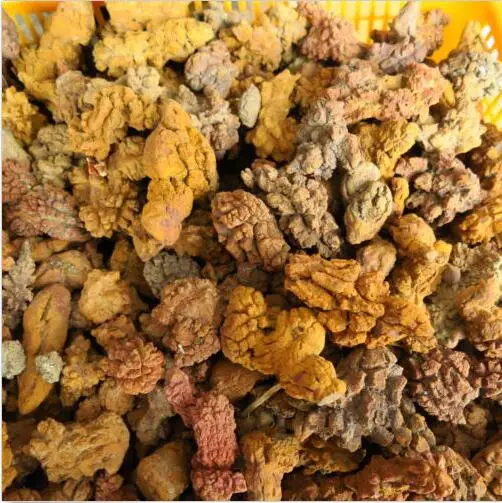 Копролитовый ископаемый динозавр 3 4 дюйма|fossi| |