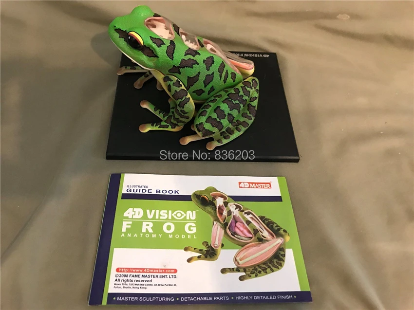 4D Master vision медицинская модель анатомии лягушки Череп Скелет анатомическая