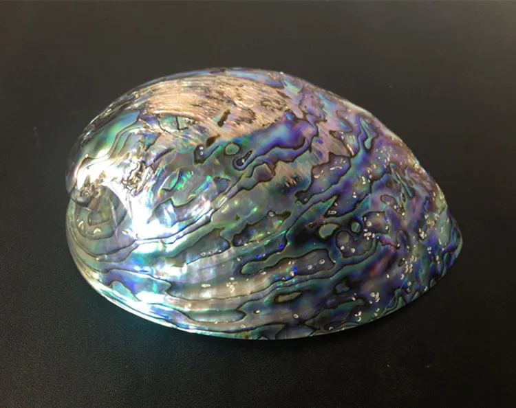 Новая Зеландия синий abalone раковина натуральный ремесло раковины украшение дома Аквариум Ландшафтный Свадебный пейзаж Decoraition 1 лот(2 шт