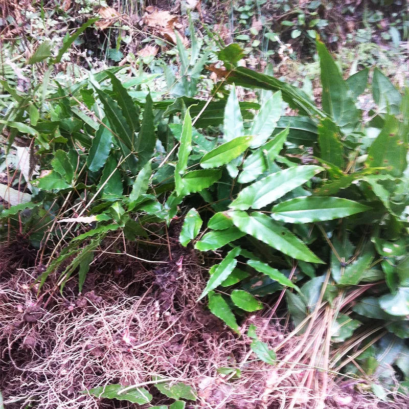 50 шт-1000 шт высокое качество семян Epimedium, 99% уровень выживания семян Epimedium