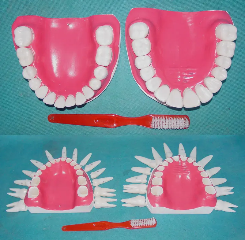 Human dental model can be Disassemble 28 pcs tooth medical teeth model