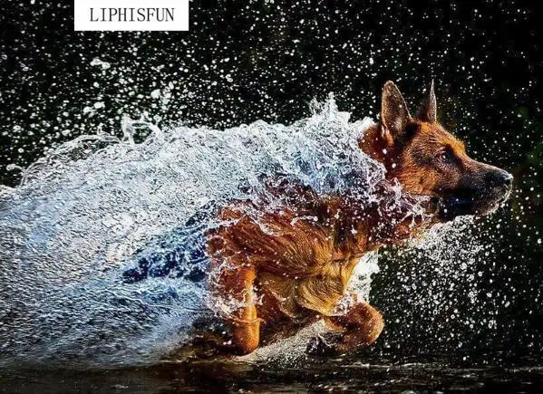 Полный квадратный алмаз 5D поделки алмазов картина волк собака Вышивка вышивки