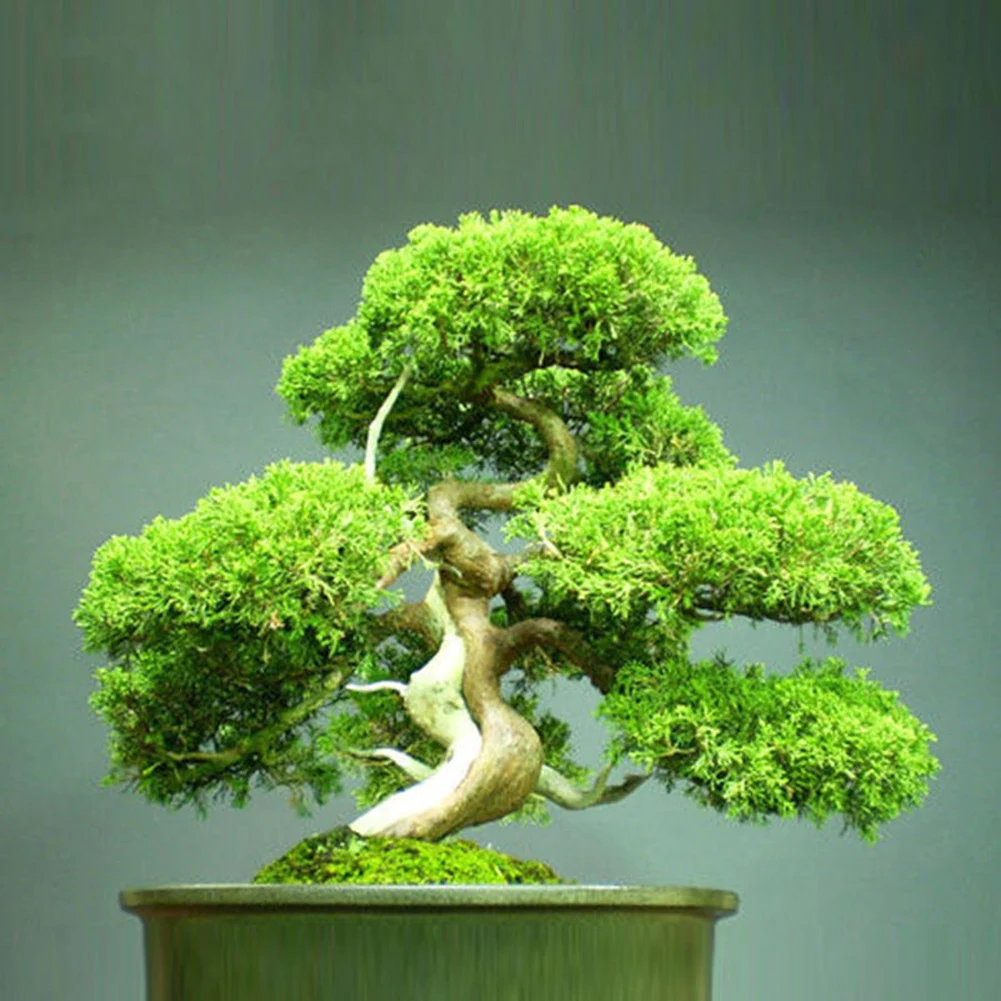 20 шт. японский белый сосновый Pinus Parviflora зеленый набор растений мини дерево бонсай семена Доступные изысканные украшения для дома
