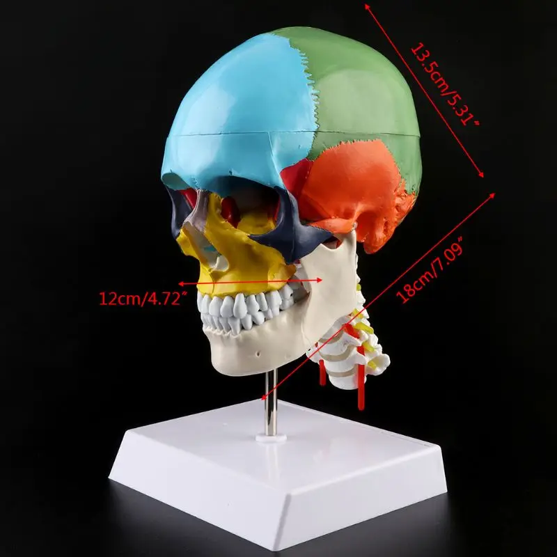 Human Anatomy Skeleton Anatomical Model with Colored Bones Cervical Vertebra Sculpture Medical Supplies | Канцтовары для офиса и