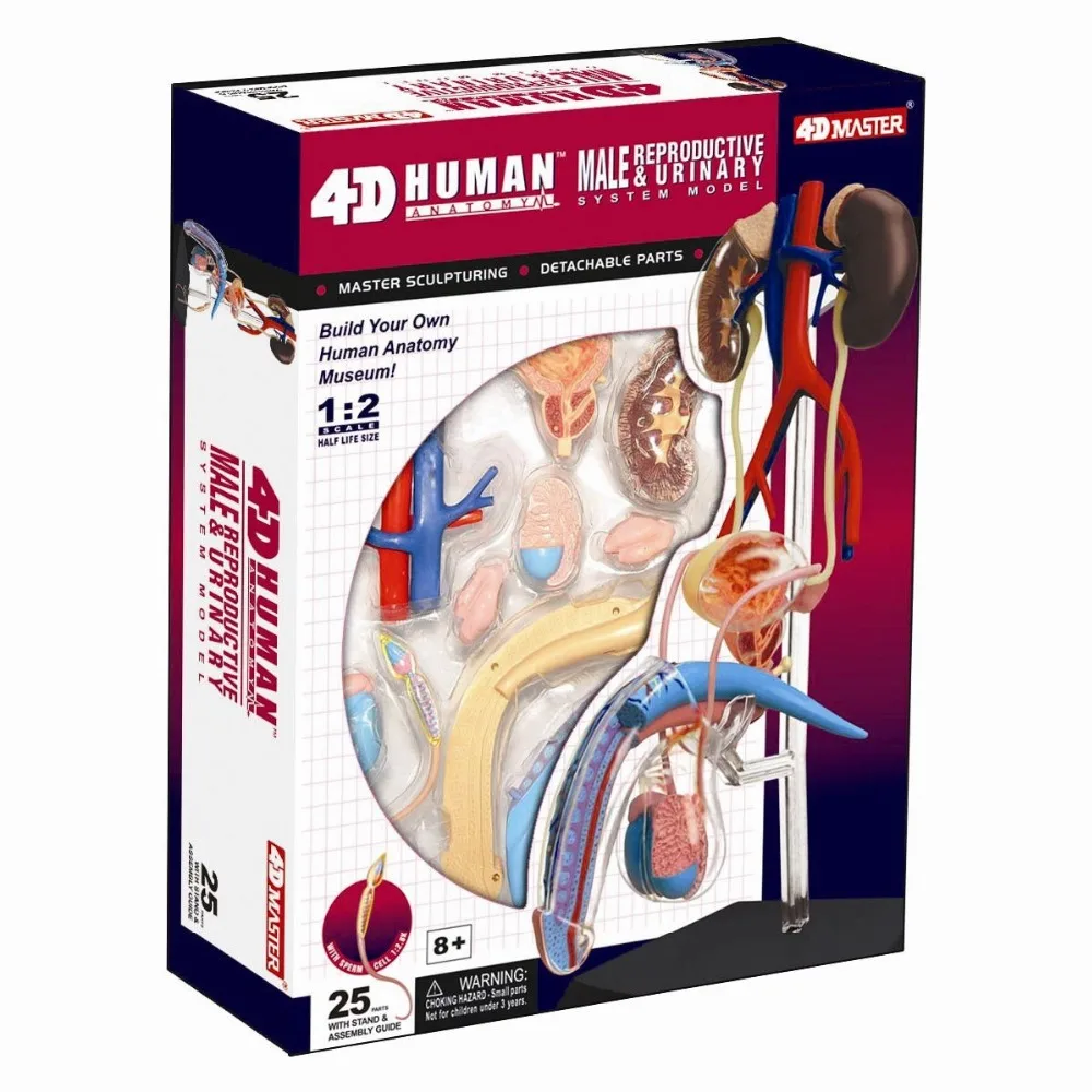 Стоматологическая лаборатория дантист 4D Master человеческий человек Женская