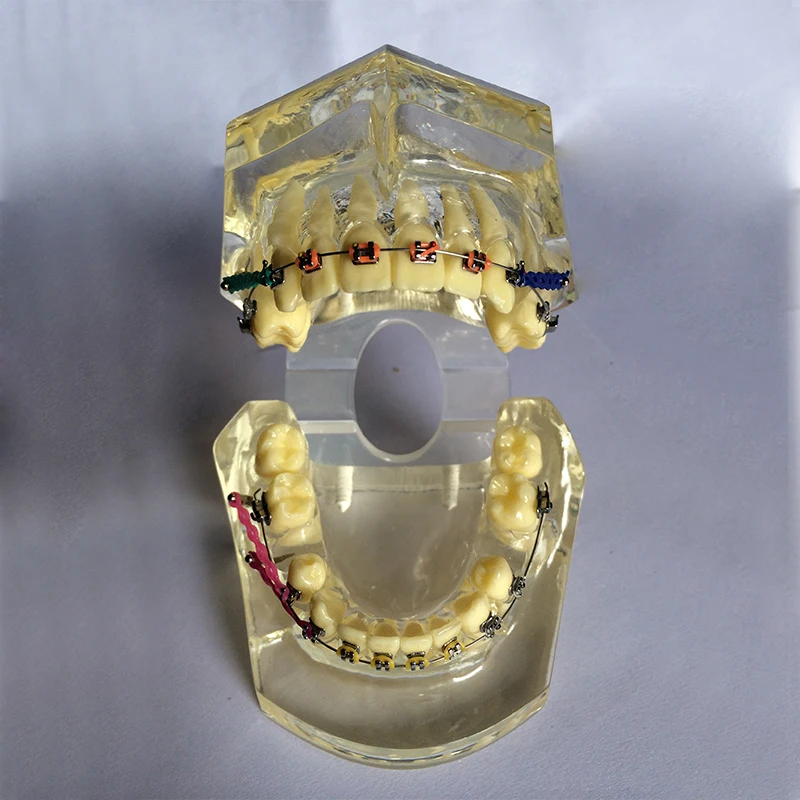 1 шт. зубные стандартные зубы прозрачная модель научить исследование