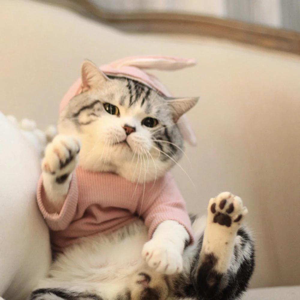 Rabbit Ear Sweater Dog Than Bear Teddy Law Fighting Cat Clothes Pet Autumn And Winter Spring Summer Thin Section |