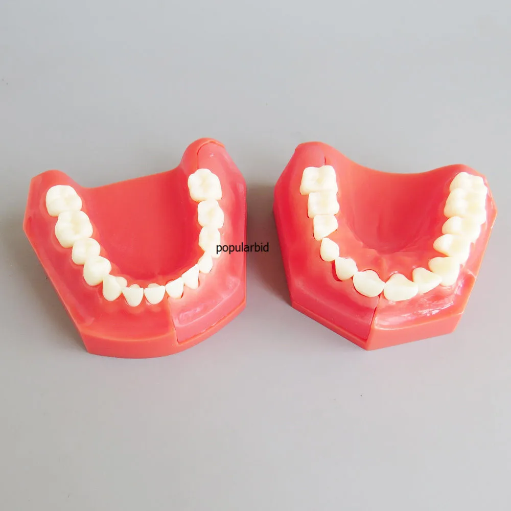 Альтернативная модель первичных зубов для детей 3-6 лет показывающая извержение и