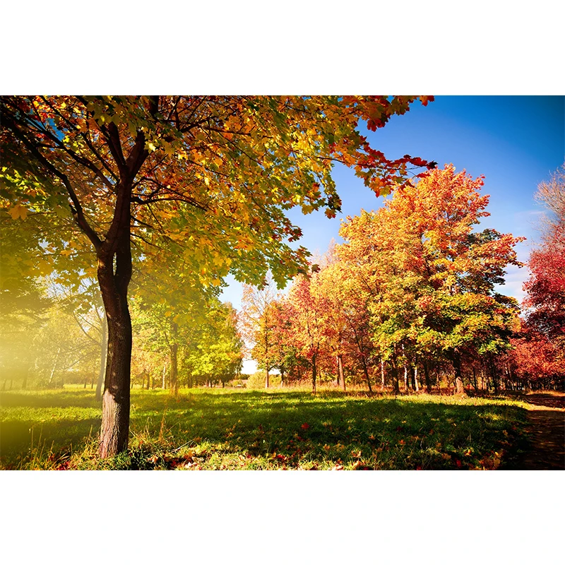 Картина на холсте с природными пейзажами кантри художественные принты 5 шт.