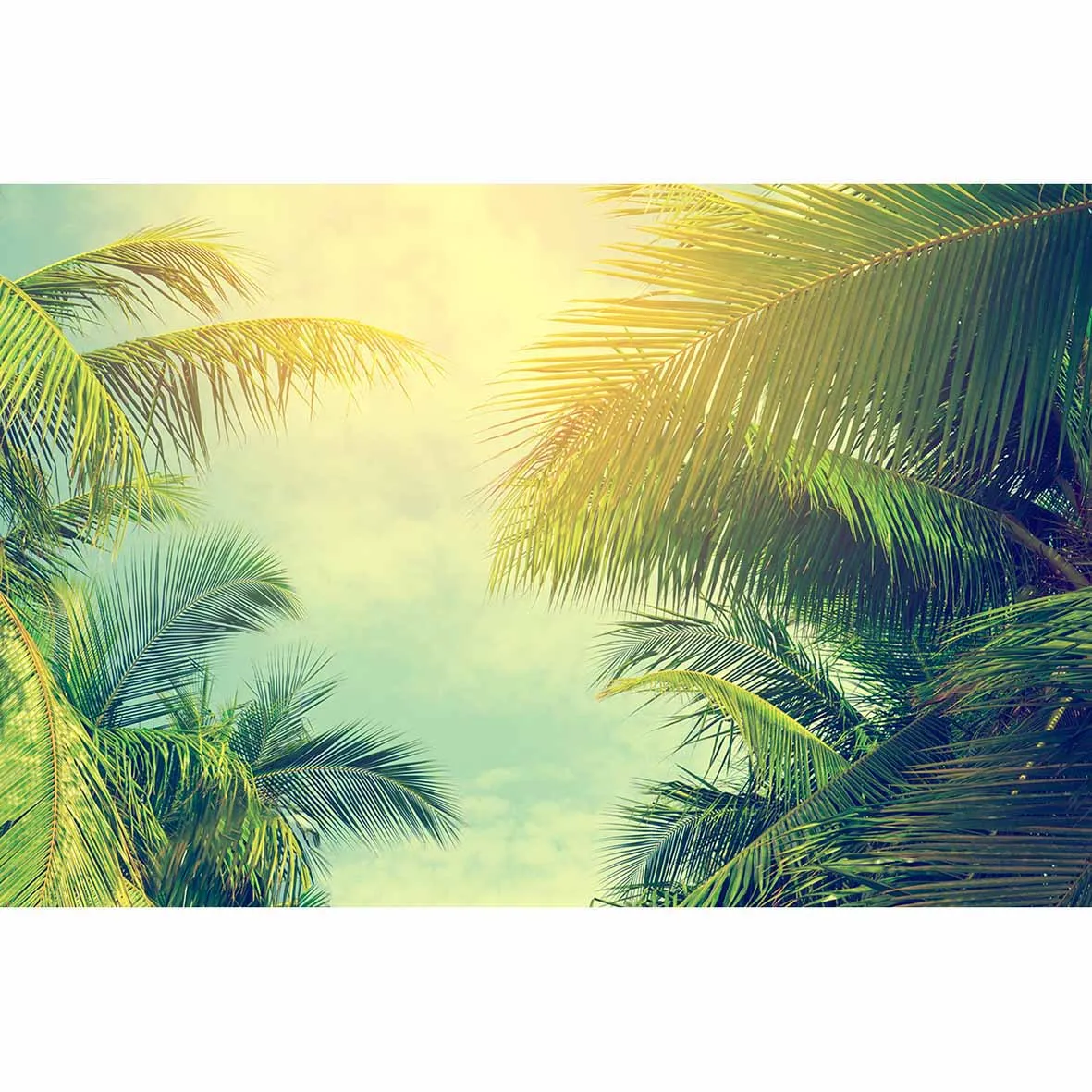 Фон Funnytree для фотостудии Тропическое кокосовое дерево голубое небо фотография