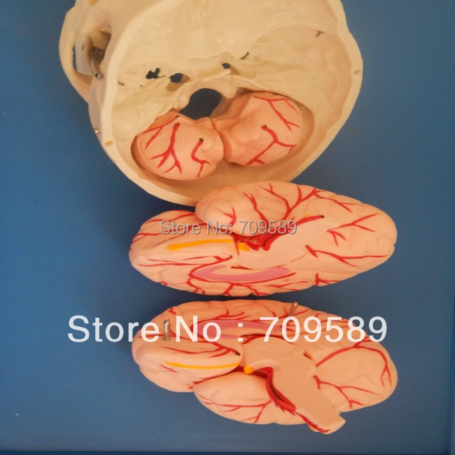 Искусственный модный Череп с 8 частями мозга|modle| |