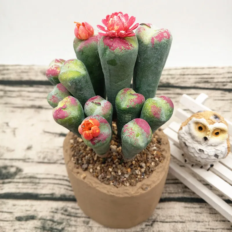 12 шт. суккуленты для растений Lithops DIY аксессуары искусственные цветы Свадебный