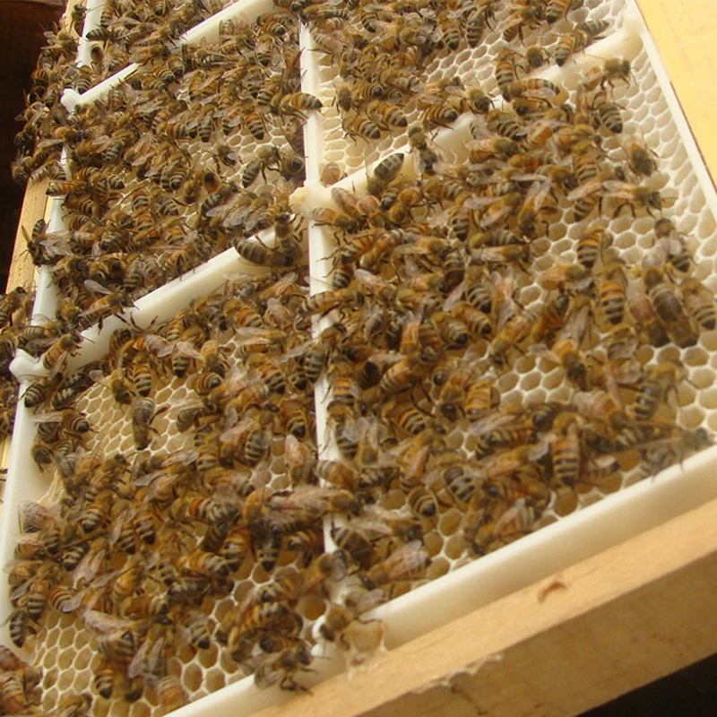 Honeycomb Мед жевательные на чистый натуральный 500 г/в коробке гнездо мед