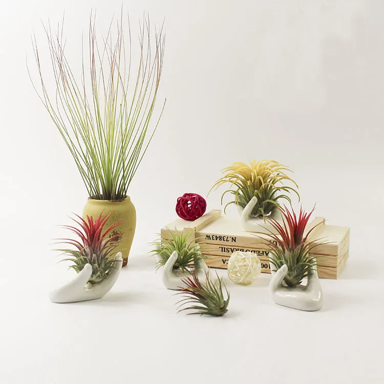 Ваза для цветов + растения натуральный кактус ананас мини-цветочные горшки